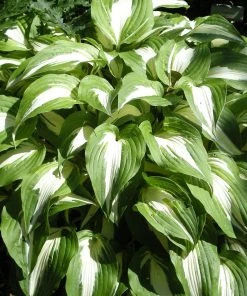 Roots Plants Perennials Hosta 'Night Before Christmas' 3L Pot