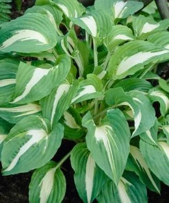 Roots Plants Perennials Hosta 'Night Before Christmas' 3L Pot