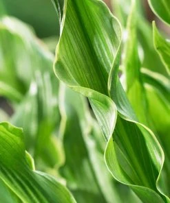 Roots Plants Perennials Hosta 'Praying Hands' 3L Pot