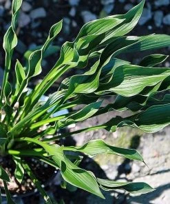 Roots Plants Perennials Hosta 'Praying Hands' 3L Pot 7 Roots Plants Perennials Hosta 'Praying Hands' 3L Pot