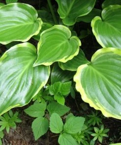 Roots Plants Perennials Hosta 'Sugar & Spice' 3L Pot 7 Roots Plants Perennials Hosta 'Sugar & Spice' 3L Pot