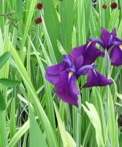 Roots Plants Iris 'Ensata Variegata' 3L Pot Perennials