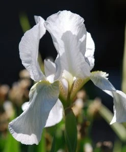 Roots Plants Perennials Iris 'Not Quite White' 3L Pot