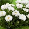 Roots Plants Leucanthemum 'Cloud Cumulus' 3L Pot