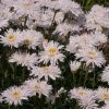 Roots Plants Perennials Leucanthemum 'Sante' 3L Pot 1 Roots Plants Perennials Leucanthemum 'Sante' 3L Pot