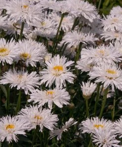 Roots Plants Perennials Leucanthemum 'Sante' 3L Pot