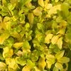 Roots Plants Perennials Ligustrum 'Sunshine' 3L Pot 1 Roots Plants Perennials Ligustrum 'Sunshine' 3L Pot