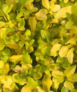 Roots Plants Perennials Ligustrum 'Sunshine' 3L Pot