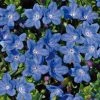 Roots Plants Lithodora 'Grace Ward' 2L Pot Perennials