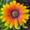 Roots Plants Osteospermum 'Purple Sun' 1L Pot 1 Roots Plants Osteospermum 'Purple Sun' 1L Pot