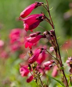 Roots Plants Penstemon 'Garnet' 2L Pot