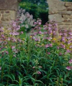 Roots Plants Penstemon 'Sour Grapes' Perennials