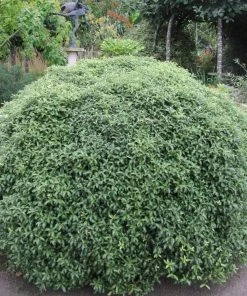 Roots Plants Perennials Pittosporum 'Silver Ball' 3L Pot