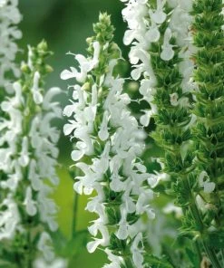 Roots Plants Perennials Salvia 'Lyrical White' 3L Pot
