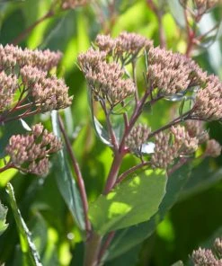 Roots Plants Perennials Sedum 'Mr Goodbud' 3L Pot