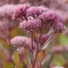 Roots Plants Perennials Sedum 'Mr Goodbud' 3L Pot