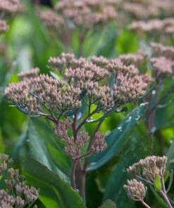 Roots Plants Perennials Sedum 'Mr Goodbud' 3L Pot