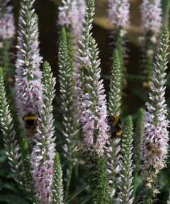 Roots Plants Perennials Veronica 'Moody Blues Pink' 3L Pot