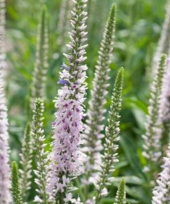 Roots Plants Perennials Veronica 'Moody Blues Pink' 3L Pot