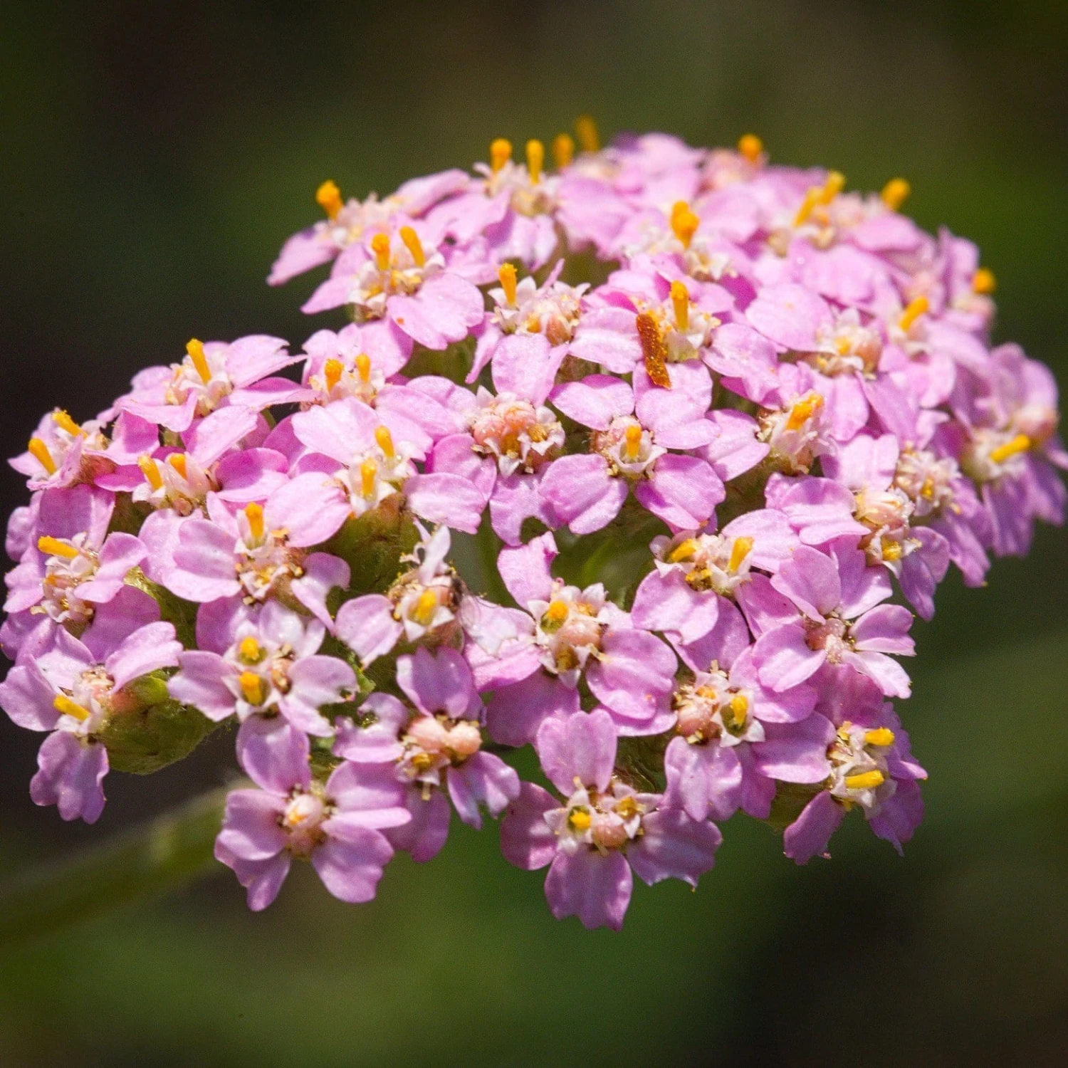 Roots Plants Perennials Achillea 'Milly Rock Pink' | 3L Pot 3 Roots Plants Perennials Achillea 'Milly Rock Pink' | 3L Pot