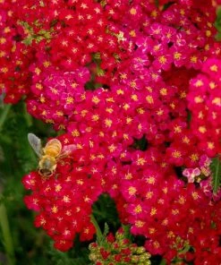 Roots Plants Achillea 'Milly Rock Red' | 3L Pot