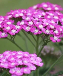 Roots Plants Achillea 'Milly Rock Rose' | 3L Pot