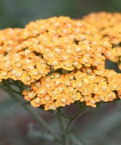 Roots Plants Achillea 'Milly Rock Yellow Terracotta' | 3L Pot Perennials