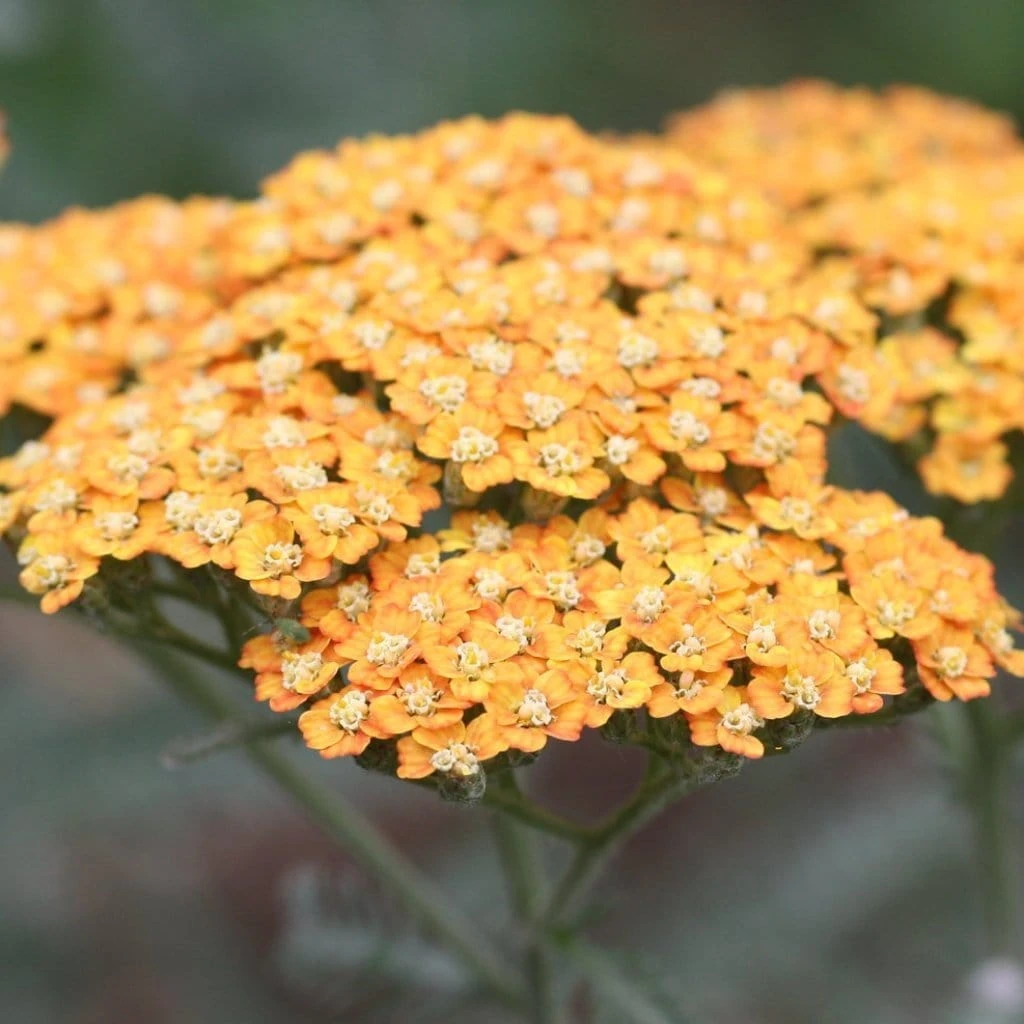 Roots Plants Achillea 'Milly Rock Yellow Terracotta' | 3L Pot Perennials 3 Roots Plants Achillea 'Milly Rock Yellow Terracotta' | 3L Pot Perennials