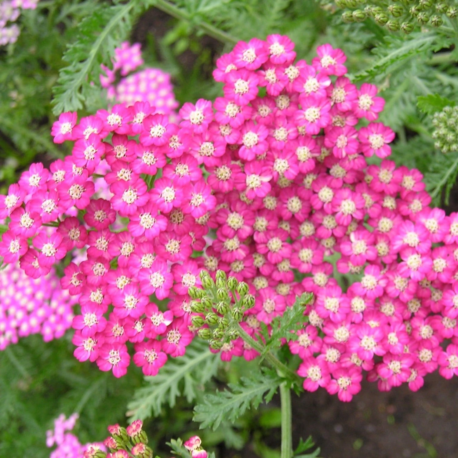 Roots Plants Achillea 'Milly Rock Yellow Terracotta' | 3L Pot Perennials 4 Roots Plants Achillea 'Milly Rock Yellow Terracotta' | 3L Pot Perennials
