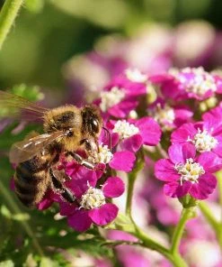 Roots Plants Achillea 'New Vintage Violet' | 3L Pot Perennials