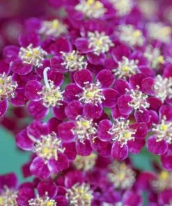 Roots Plants Achillea 'New Vintage Violet' | 3L Pot Perennials