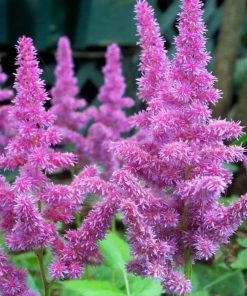 Roots Plants Astilbe 'Purple Rain' | 3L Pot Perennials