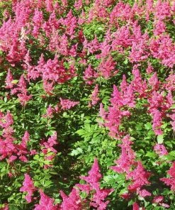 Roots Plants Perennials Astilbe 'Razzle Dazzle' | 3L Pot