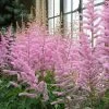 Roots Plants Astilbe 'Spotlight' | 3L Pot 2 Roots Plants Astilbe 'Spotlight' | 3L Pot
