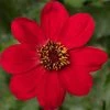 Roots Plants Dahlias Dahlia 'Dahlegria Red' | 3L Pot
