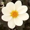 Roots Plants Dahlia 'Dahlegria White' | 3L Pot 1 Roots Plants Dahlia 'Dahlegria White' | 3L Pot
