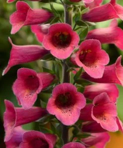 Roots Plants Foxglove 'Foxlight Plum Gold' | Digitalis | 3L Pot Perennials