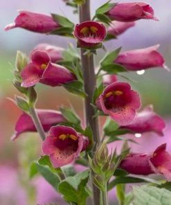 Roots Plants Foxglove 'Foxlight Plum Gold' | Digitalis | 3L Pot Perennials