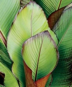 Roots Plants Ensete 'Vetricosum' | 3L Pot Perennials 5 Roots Plants Ensete 'Vetricosum' | 3L Pot Perennials