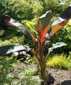 Roots Plants Ensete'Vetricosum' | 3L Pot Perennials
