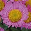 Roots Plants Erigeron 'Sea Breeze' | 3L Pot Perennials