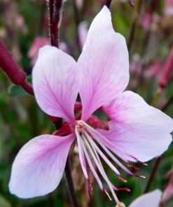 Roots Plants Gaura 'Gambit Variegata Rose'
