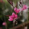 Roots Plants Gaura 'Gaudi Rose' | 3L Pot 2 Roots Plants Gaura 'Gaudi Rose' | 3L Pot