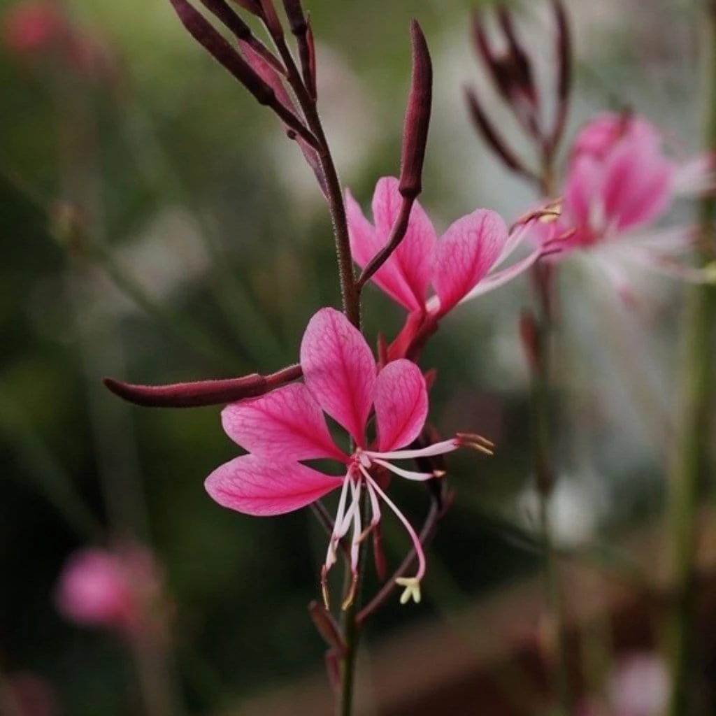 Roots Plants Gaura 'Gaudi Rose' | 3L Pot 3 Roots Plants Gaura 'Gaudi Rose' | 3L Pot
