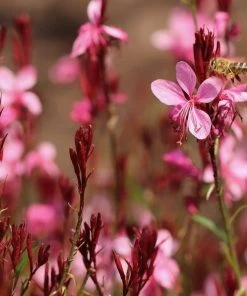 Roots Plants Gaura 'Gaudi Rose' | 3L Pot