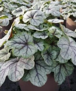 Roots Plants Heucherella 'Pink Fizz' | 3L Pot