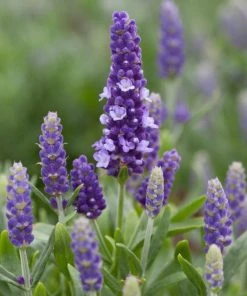 Roots Plants Perennials Lavender 'Blue Spear'