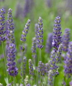 Roots Plants Perennials Lavender 'Blue Spear'