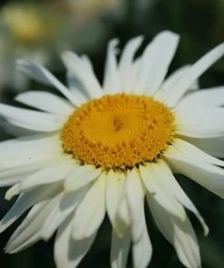 Roots Plants Leucanthemum 'Broadway Lights' | Daisy