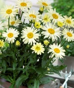 Roots Plants Leucanthemum 'Broadway Lights' | Daisy